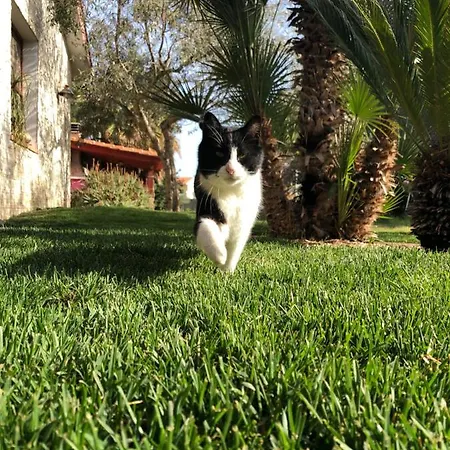 Sa Pintadera 3* Càbras